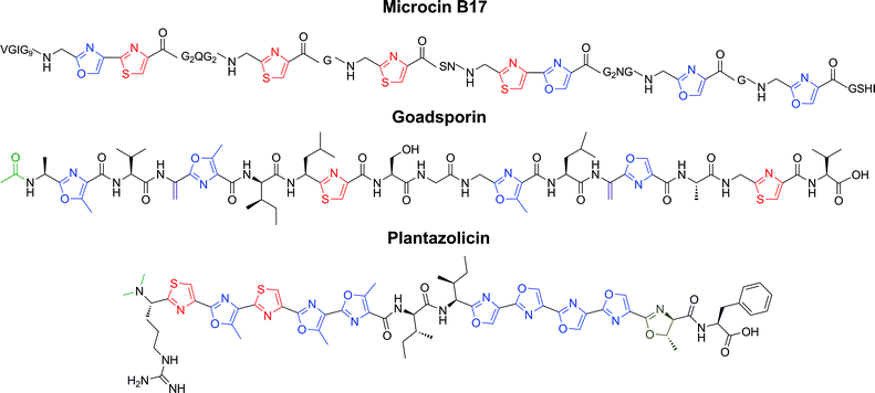Representative structures of LAPs. Microcin B17 is a DNA gyrase inhibitor (antibiotic), goadsporin induces secondary metabolism and morphogenesis in actinomycetes, and plantazolicin is a selective antibiotic with an unknown biological target. Color coding as in Fig. 8.
