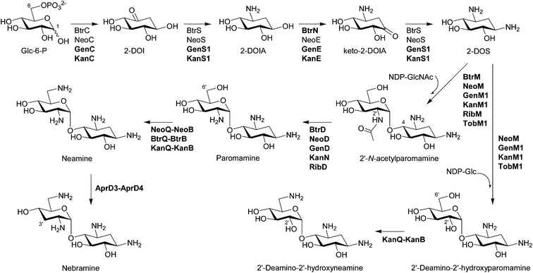 Biosynthesis of pseudodisaccharides. The biosynthetic enzymes whose functions have been characterized by in vivo and/or in vitro experiments are listed. The enzymes that have been functionally identified since 2007 are written in bold characters.