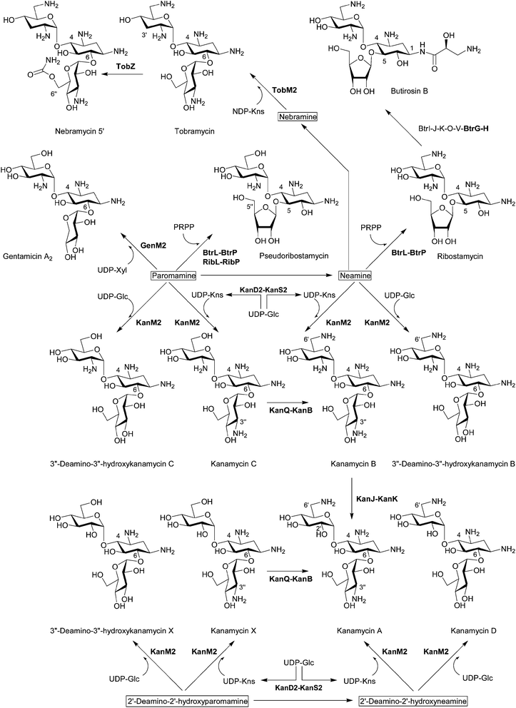 Biosynthesis of pseudotrisaccharides. The biosynthetic enzymes whose functions have been characterized by in vivo and/or in vitro experiments are listed. The enzymes that have been functionally identified since 2007 are written in bold characters.