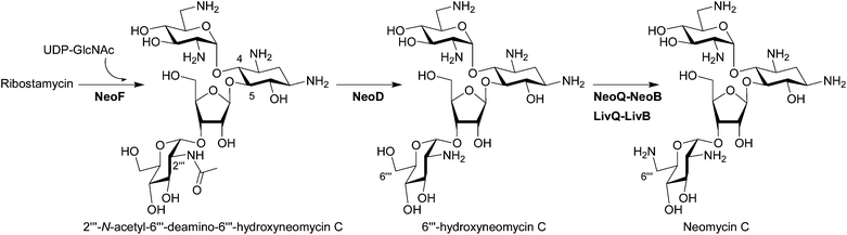 Biosynthesis of pseudotetrasaccharides. The biosynthetic enzymes whose functions have been characterized by in vivo and/or in vitro experiments are listed. The enzymes which have been functionally identified since 2007 are written in bold characters.