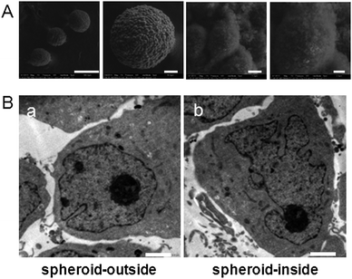 (A) ESEM images of MCF-7S spheroids after 7 days of culturing taken under a series of magnifications (scale bar from left to right: 300 μm, 50 μm, 5 μm, 2 μm). (B) TEM images of cells on the outside (a) and inside (b) of the MCF-7 tumor spheroid (scale bar, 2.0 μm).