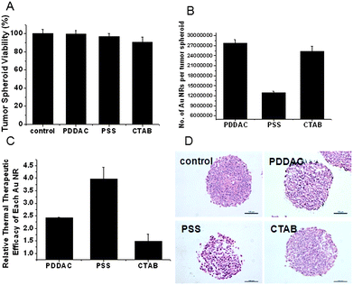 NIR thermal therapy effect. (A) Tumor spheroid viability after treatment with different Au NRs at 150 pM for 24 h. (B) The number of Au NRs per tumor spheroid after 24 h of treatment. (C) Thermal therapy efficiency of different Au NRs calculated by the following formula: thermal therapy efficiency = viability loss/the number of Au NRs per MCTS. (D) HE staining. MCTSs were sectioned and stained after NIR laser radiation (scale bar, 100 μm).