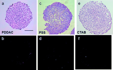 Distribution of Au NRs in MCTSs. HE staining of the tumor spheroid treated with different Au NRs for 24 h (a, c and e). DF images of the tumor spheroid treated with different Au NRs for 24 h (b, d and f). The bright spots in the DF images represent the existence of Au NRs. In (b) and (f), Au NRs are distributed mainly outside. In (d), Au NRs are distributed both outside and inside (scale bar, 100 μm).