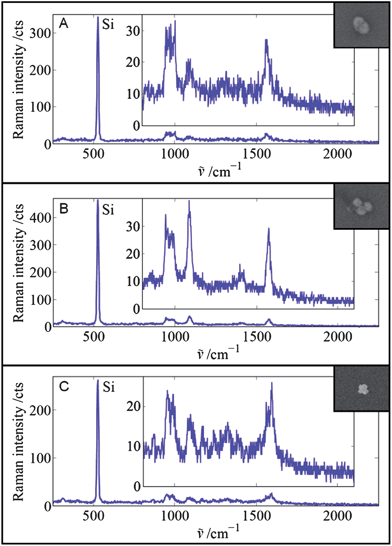 SERS spectra and corresponding SEM images of three different single particles. (A) Glass-coated dimer of 60 nm Au spheres with 2-bromo-4-mercaptobenzoic acid as the Raman reporter molecule, (B) glass-coated trimer of 60 nm Au spheres with 2-bromo-4-mercaptobenzoic acid as the Raman reporter molecule, and (C) Au/Ag superstructure with 80 nm Au core and 20 nm Ag satellites with 2-nitro-5-mercaptobenzoic acid-diethylene glycol-NH2 as the Raman reporter molecule on the Au core. Laser output power: 5 mW. Integration time: 100 ms.
