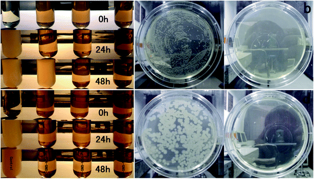 LB liquid medium turbidity assays (a and c) and LB–agar plate tests (b and d) were employed to evaluate antibacterial activities toward Gram-negative bacteria E. coli cells (a and b) and Gram-positive bacteria B. subtilis (c and d).