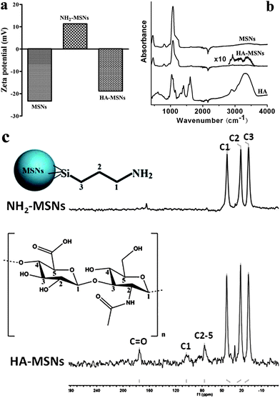 (a) Zeta potential analysis of MSNs, NH2-MSNs and HA-MSNs in PBS solution; (b) FTIR spectra of freeze dried MSNs, HA-MSNs and HA polymer; (c) 13C NMR spectra of NH2-MSNs and HA-MSNs.