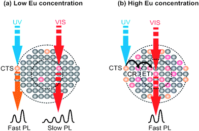 Schematic representation of the excitation and emission mechanism of Eu ions in β-NaYF4 NCs at two different concentration limits.