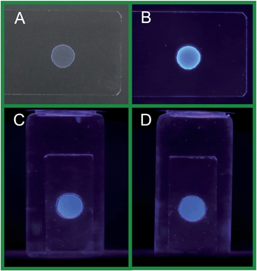 The photos of the g-C3N4 NFFs on the glass substrate exposed to air under a white light (A), and under a 365 nm UV light (B); the fluorescence photos (under 365 nm UV light excitation) obtained for the g-C3N4 NFF on a glass disk template as soon as it was immersed in the aqueous solution (C), and after it was immersed in the aqueous solution for 30 days (D).