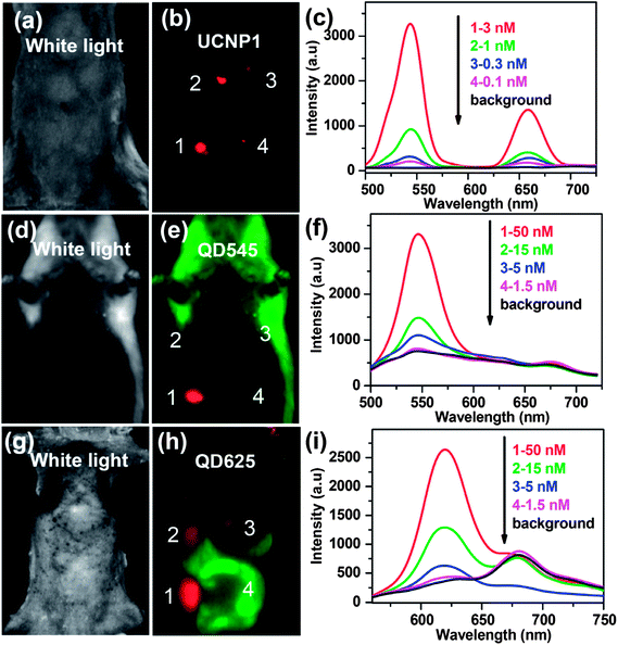 Comparison of imaging sensitivities between UCNPs and QDs. (a, d, and g) White light images of mice subcutaneously injected with various concentrations of UCNP solutions and QD solutions. (b, e, and h) In vivo images of the injected mice. (c, f, and i) UCL emission spectra and fluorescence spectra recorded at the injection sites. Copyright 2010, Springer.79