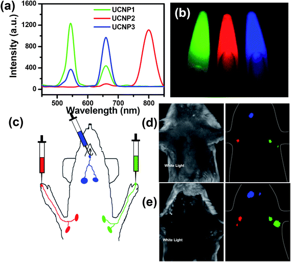 Multicolor UCL imaging. (a) UCL emission spectra of three UCNP solutions under 980 nm NIR laser excitation. (b) A multicolor UCL image of three solutions obtained by in vivo imaging system (CRi, Inc.) after spectral unmixing. (c) A schematic illustration of UCNP based multi-color lymph node mapping. (d) White light and in vivo UCL images of a mouse injected with UCNPs. (e) White light and UCL images of the same mouse after dissection. Copyright 2010, Springer.79