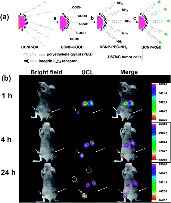 In vivo tumor-targeted UCL imaging. (a) A scheme showing synthesis of UCNP–RGD. (b) Time-dependent in vivo UCL images of a mouse bearing a U87MG tumor (left hind leg, indicated by short arrows) and a MCF-7 tumor (right hind leg, indicated by long arrows) after intravenous injection of UCNP-RGD. Copyright 2009, American Chemical Society.25
