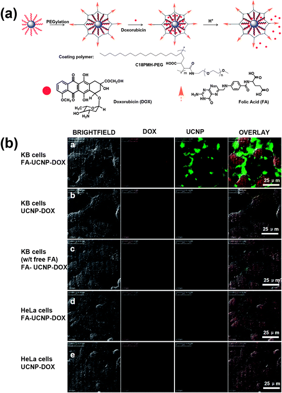 UCNPs for cell imaging and drug delivery. (a) A schematic illustration of the UCNP-based drug delivery system showing the loading and release of DOX from UCNPs. (b) Confocal images of folate receptor (FR) positive KB cells and FR negative HeLa cells incubated with DOX loaded UCNPs with FA conjugation (FA–UCNP–DOX) or without FA conjugation (UCNP–DOX). Copyright 2011, Elsevier.31