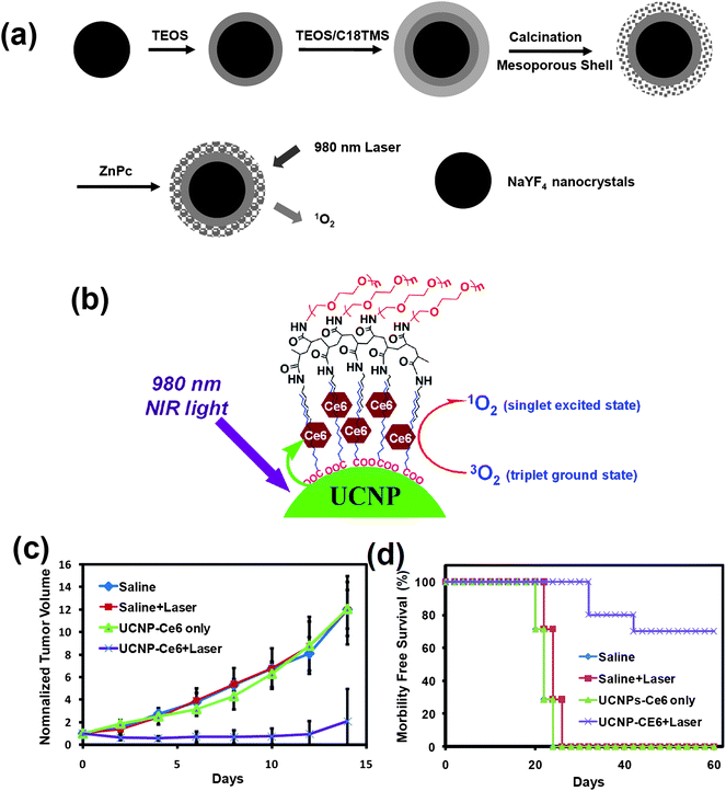 Photodynamic therapy based on the UCNP–PS system. (a) A schematic illustration showing mesoporous silica shelled UCNPs loaded with ZnPC for use in NIR-induced PDT. (b) A schematic drawing showing the PEGylated UCNP–Ce6 nanocomplex. (c and d) In vivo PDT treatment of tumor-bearing mice. The growth of 4T1 tumors (c) and the survival of mice (d) after the various indicated treatments were recorded every other day. Ten mice were used for each group. Copyright 2009, Wiley-VCH32 & Copyright 2011, Elsevier.33