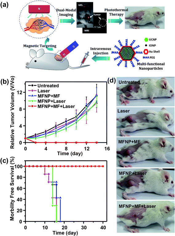 Multifunctional composite nanoparticles used for imaging-guided cancer therapy. (a) A schematic illustration showing the composition of a PEGylated MFNPs (MFNP-PEG) and the concept of in vivo imaging-guided magnetically targeted photothermal therapy. (b–d) In vivo magnetically targeted photothermal therapy. (b) The growth of 4T1 tumors in different groups of mice after treatment. (c) Survival curves of mice bearing 4T1 tumors after various indicated treatments. MFNP–PEG injected mice with magnetic tumor-targeting after PTT treatment survived over 40 days without any single death. (d) Representative photos of mice after various indicated treatments. Copyright 2012, Elsevier.107