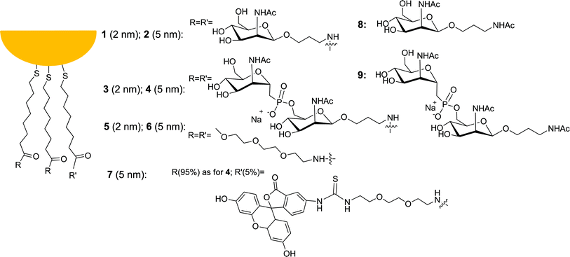 Gold nanoparticles and thiolated saccharides described in this work.