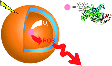 Schematic representation of polymer nanoreactors that serve as a source of reactive oxygen species “on demand”. When irradiated with an appropriate wavelength, and in the presence of oxygen, the photosensitizer–protein conjugate generates ROS, which pass through the polymer membrane in the environment of vesicles.