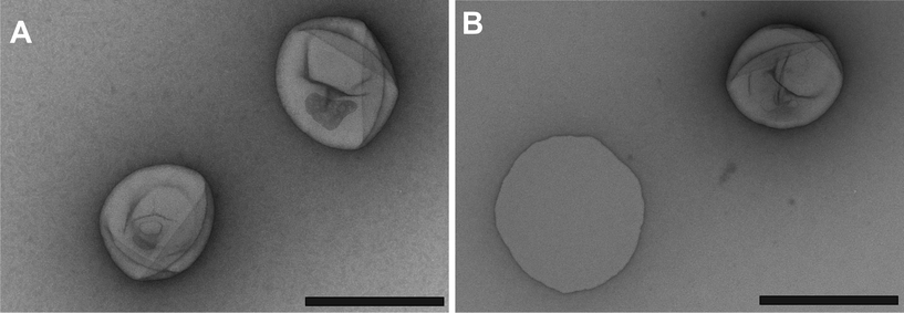TEM micrographs of freshly prepared: polymer vesicles (A) and RB–BSA nanoreactors (B) (black scale bars: 200 nm).