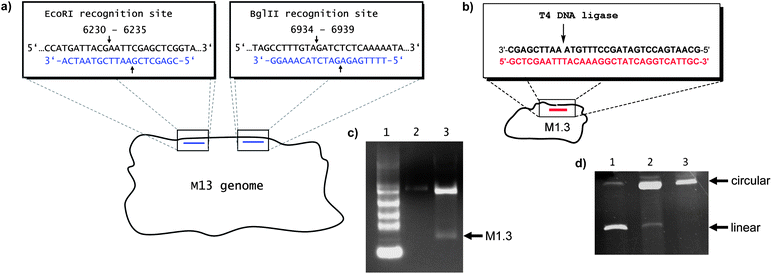 Preparation of M1.3. (a) Excising M1.3 from the single-stranded M13mp18 vector DNA with the aid of two cleavage-inducing oligonucleotides (blue) and restriction endonucleases EcoRI and BglII. The cleavage sites are marked with arrows, and positions in the M13 sequence (GenBank accession no: X02513) are given numerically in the blow-up boxes. (b) Ligating linear M1.3 to cyclicM1.3 (cM1.3) with the aid of a template oligonucleotide of asymmetric coverage (red) and T4 DNA ligase. (c) Agarose electrophoresis gel showing the digestion of M13 to M1.3. Lane 1: 0.24–9.5 kb RNA ladder, lane 2: 0.2 pmol M13, lane 3: 0.8 pmol M13 after digestion, showing the fast-migrating band of M1.3. (d) PAGE (8% denaturing) of the products of the enzymatic cyclization of M1.3 with T4 DNA ligase, using a template strand with symmetric (lane 1) or asymmetric coverage of the termini of the linear scaffold (lane 2). Lane 3 shows purified circular M1.3.