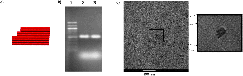 Folding of M1.3 with 24 staple strands into a four finger sheet (4F sheet). (a) Design of 4F sheet, (b) fluorescence image of agarose gel with ethidium bromide staining, lane 1: 100 bp ladder; lane 2: 0.5 pmol linear M1.3, assembled with 10 equivalents of staple strands; lane 3: 0.5 pmol circular M1.3, assembled with 10 equivalents of staple strands, diffuse bands at the bottom are from excess staple strands, (c) transmission electron micrograph. Note the characteristic finger-like substructure of the sheet when viewed perpendicular to the sheet plane.