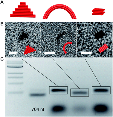 DNA origami structures assembled by using the M1.3 scaffold. (A) Schemes of DNA origami structures: 2D triangle, curved six-helix bundle (6HB), and 3D cube. (B) Electron micrographs of DNA origami structures. (C) Agarose gel of assembled structures. Left to right: 2-log 1 kb DNA ladder, M1.3 704 nt scaffold, 2D triangle, curved six-helix bundle (6HB), and 3D cube (0.2 pmol each). Scale bars: 20 nm. Different granularities are due to different sample settings.