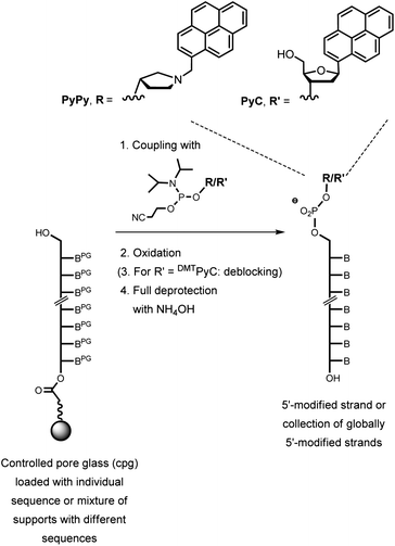 Synthesis of capped staple strands by coupling a cap phosphoramidite on protected oligonucleotides on controlled pore glass (cpg) as a solid support. One synthesis cycle with either the PyPy (R) or the PyC phosphoramidite (R′) yielded a 5′-capped oligonucleotide or a set of 24 globally 5′-capped staple strands. Deprotection was two steps for PyC and one step for PyPy. Crudes were used for the assembly of the M1.3 4F motif when the control synthesis involving only one sequence showed >90% yield.