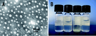 Characterization of FYL-67 nanoassemblies. (A): TEM image of FYL-67 nanoassemblies; (B): morphology of water (a), FYL-67 nanoassemblies (b), freeze-dried powder of FYL-67 nanoassemblies (c); and re-dispersed freeze-dried FYL-67 nanoassemblies (d).