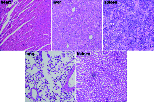 Photographs of major organs after intravenous administration of FYL-67 nanoassemblies (×200).