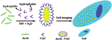 Schematic showing transformation of An18 from hydrophobic to hydrophilic fluorescent nanoparticles with Pluronic F127 and their use as cell imaging probes.