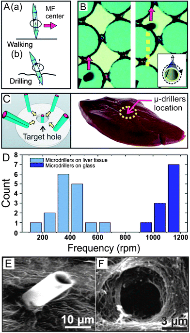 (A) Walking and drilling microdrillers. (a) Fuel free motion of ferromagnetic tubes in vertical (stand-up) position walking towards the center of the magnetic field where the sample to be drilled is placed. (b) Schematic of a microdriller drilling at the site of interest. (B) Optical microscope images of tracked trajectory of a microdriller under the rotating magnetic field of 20 mT and a “walk” towards the center of the magnetic field. (C) Schematic graph showing the fuel-free motion of the microtools towards the center of the magnetic field and the drilling operation on porcine liver tissue. (D) The distribution of the stable rotation frequency of microtools on the tissue and on a rigid glass surface at the same applied external frequency of 1150 rpm. (E) SEM of a microdriller embedded into a pig liver section after drilling. (F) SEM image showing the drilled hole in the pig liver section after extracting the microdriller by a strong permanent magnet (500 mT).