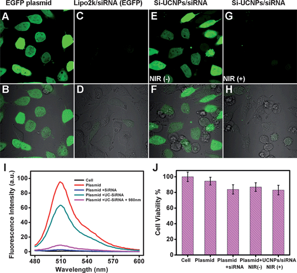 (A) Fluorescence and (B) overlapped bright field cell image of HeLa cells treated with EGFP plasmid; cells were treated with Lipo2k/siRNA after transferred with EGFP plasmids: (C) fluorescence and (D) overlapped bright field cell image; cells were treated with UCNPs–siRNA no light treatment after transferred with EGFP plasmids: (E) fluorescence and (F) overlapped bright field cell image; cells were treated with UCNPs–siRNA with NIR light irradiation after transferred with EGFP plasmids: (G) fluorescence and (H) overlapped bright field cell image. For (I), fluorescence spectra of the cells with different treatments; and (J), cell viability treated with EGFP plasmids, EGFP plasmids + siRNA/Lipo2k, EGFP plasmids + UCNPs–siRNA, EGFP plasmids + UCNPs–siRNA + NIR light.