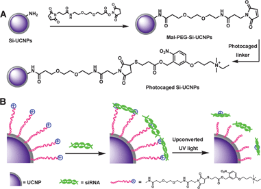 Schematic illustration of (A) the synthesis processes of cationic photocaged Si-UCNPs; (B) siRNA adsorption on the particles surface and then photo-release by upconverted UV light from UCNPs.