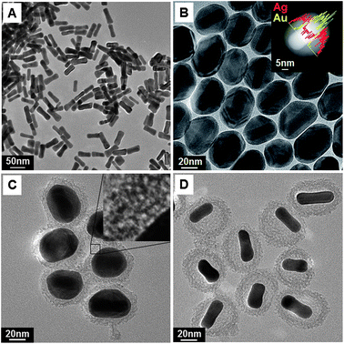 TEM images corresponding to all the steps for the fabrication of rattle-structured AuNR@mSiO2: (A) Au NRs, (B) AuNR@Ag core–shell (inset: STEM-EDS line scan analysis), (C) AuNR@Ag@mSiO2 core–shell–shell (inset: expanded image of the silica shell), and (D) the rattle-structured AuNR@mSiO2 core–void–shell.