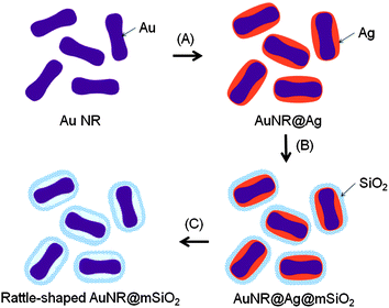 Schematic illustration of the procedure for preparing the rattle-structured Au NRs encapsulated within a mesoporous silica nanocapsule. Three main steps are (A) homogeneous coating of silver on the surface of Au NRs, (B) deposition of a mesoporous silica shell on the AuNR@Ag nanoparticles, and (C) selective etching of the silver inner layer using H2O2 as an oxidant of Ag.