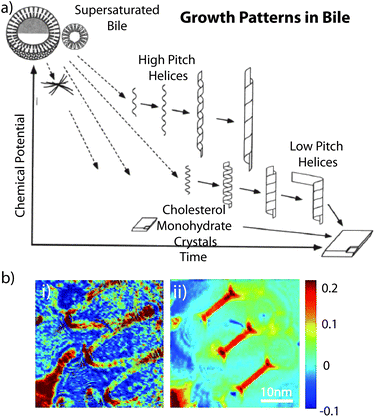(a) Sequence and relative stability of metastable intermediates plotted as a functions of time after supersaturation of bile. Reproduced with permission from ref. 105. Copyright (1994) National Academy of Sciences, USA. (b) Images of a helical cholesterol ribbon. Phase images for angle of 0° illumination (i) and for aperture synthesis (ii). Reproduced with permission from ref. 113.