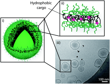 Schematic representation of a polymersome (i) assembled from an ABA triblock copolymer consisting of poly(N-acryloyl morpholine) and poly(cholesteryl acrylate) with entrapped cargo in the hydrophobic part of its polymer membrane (ii), and a cryo-TEM image confirming the assembly of polymersomes (iii). Reproduced with permission from ref. 94.