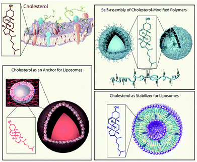 Schematic illustration of the applications of cholesterol (a small biomolecule found in biological cell membranes (top left)) in the field of bionanotechnology: self-assembly of cholesterol-containing polymers into nano-structures e.g. polymersomes (top right), cholesterol as a constituent of liposomes (bottom right), and cholesterol as an anchoring unit for liposomes e.g. for capsosome assembly (bottom left).