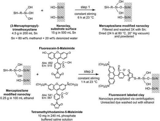 Schematic of the fluorescent-labeling procedure. Step 1: silane treatment of nanoclay to convert hydroxyl groups into thiol moieties. Step 2: fluorescent dye conjugation with silane-modified nanoclay. The nanoclay was labeled with either fluorescein-5-maleimide (fluorescein) or tetramethylrhodamine-5-maleimide (rhodamine) following the same procedure.