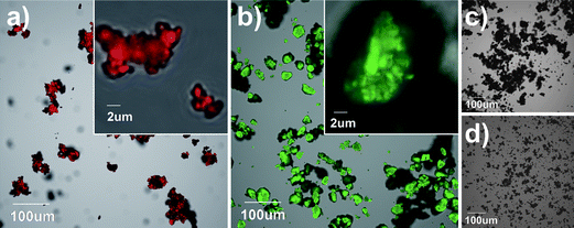 Confocal micrographs showing nanoclay and clustered nanoclays with fluorescent tags, (a) rhodamine and (b) fluorescein, and without fluorescent tags, (c) and (d), respectively. Micrographs (a and c) and (b and d) were taken using the same parameters. The images were acquired with an Olympus FluoView FV1000 confocal laser scanning microscope configured on a fully automated inverted IX81 microscope. The fluorescence was excited using 543 nm (a and c) and 488 nm (b and d) lasers. The red fluorescence signal was captured using a 560 long pass emission filter, and the green fluorescence signal was captured using a 505–525 nm band pass emission filter. The transmitted light image was generated in a brightfield mode.