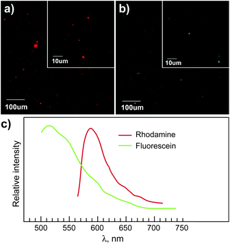 Confocal micrographs of (a) rhodamine-labeled and (b) fluorescein-labeled nanocomposite films (85 wt% PP, 3 wt% nanoclay, 12 wt% MAPP). Films of ∼100 μm thickness were prepared from melt-mixed pellets via compression molding (175 °C, 10 tons) using a Teflon mold. The mixing was performed on an internal mixer heated at 180 °C for 6 min at 80 rpm under nitrogen atmosphere. (c) Emission spectra of the bright particles in (a) and (b).