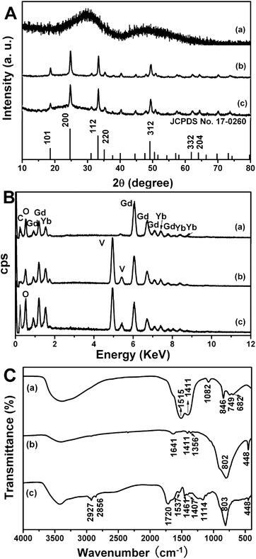 XRD patterns (A), EDX spectra (B), and FT-IR spectra (C) of Gd(OH)CO3:Yb3+/Er3+ (a), GdVO4:Yb3+/Er3+ (b) and PAA@GdVO4:Yb3+/Er3+ (c).