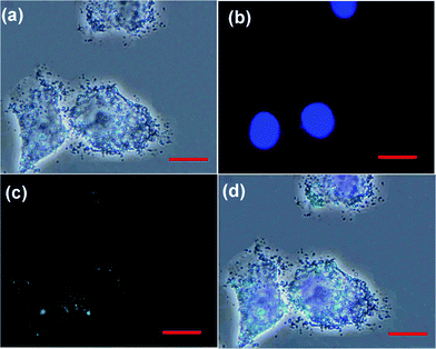 Inverted fluorescence microscope images of HeLa cells incubated with PAA@GdVO4:Yb3+/Er3+ ([PAA@GdVO4:Yb3+/Er3+] = 100 μg mL−1) for 6 h. Each image can be classified to the bright-field (a), the nuclei of cells being dyed in blue by Hoechst 33324 (b), up-conversion luminescent images (c) in dark, and overlay of above (d). All scale bars are 20 μm.