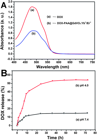 (A): UV-vis spectra of free DOX and DOX-loaded PAA@GdVO4:Yb3+/Er3+ solutions. (B): cumulative DOX release from PAA@GdVO4:Yb3+/Er3+ composites in PBS buffer at pH 7.4 (a) and pH 4.0 (b) versus release time.