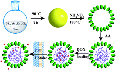Schematic for the preparation process of PAA@GdVO4:Yb3+/Er3+ and subsequent loading and release of DOX.