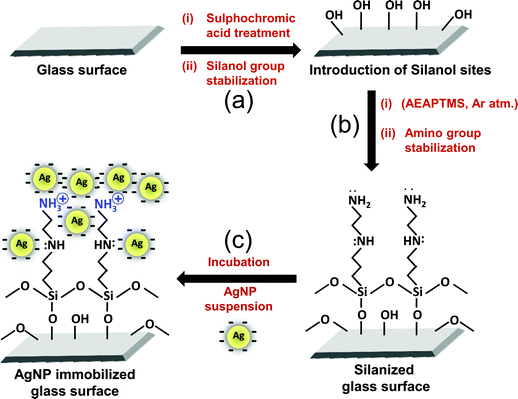 Schematic representation of the silanization procedure, followed by immobilization of silver nanoparticles on the amine-functionalized glass surface (a) Additional silanol (Si–OH) sites were generated by sulphochromic acid treatment and stabilized at 120 °C, 1.5 hours under Ar atm. (b) Substrates were treated with 3-(2-aminoethylaminopropyl) trimethoxysilane solution (2% AEAPTMS, 30 min) and condensation of siloxane bonds (120 °C, 30 min) was achieved. (c) Immobilization was mediated by overnight incubation of the amine-functionalized glass substrate in silver nanoparticle solution.