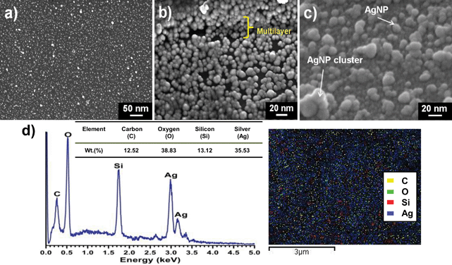 FEG-SEM images of silver nanoparticles (AgNPs) immobilized on the amine-modified glass surface (a) indicating a highly dense and uniform immobilization of silver nanoparticles on the glass surface. (b) Formation of multiple layers of silver nanoparticles on the silanized glass substrate, possibly due to interactions between AgNPs and both primary and secondary amines on the aminosilane molecules. Oligomerization of the aminosilane might also contribute to this to an extent. (c) Tilted (21°) cross-sectional morphology of the substrate depicting silver nanoparticles (size, 10–15 nm) with a few AgNP clusters (size, 40–60 nm) formed during the immobilization step. (d) Semi-quantitative estimation of the surface composition, as determined by EDX, showing 35.6% (% by wt) of the antimicrobial surface occupied by elemental silver (left panel). Elemental mapping (right panel) for a selected region (5 × 5 μm2), indicating high deposition of silver nanoparticles (blue) with the presence of other elements, i.e., carbon (yellow), oxygen (green), and silicon (red).