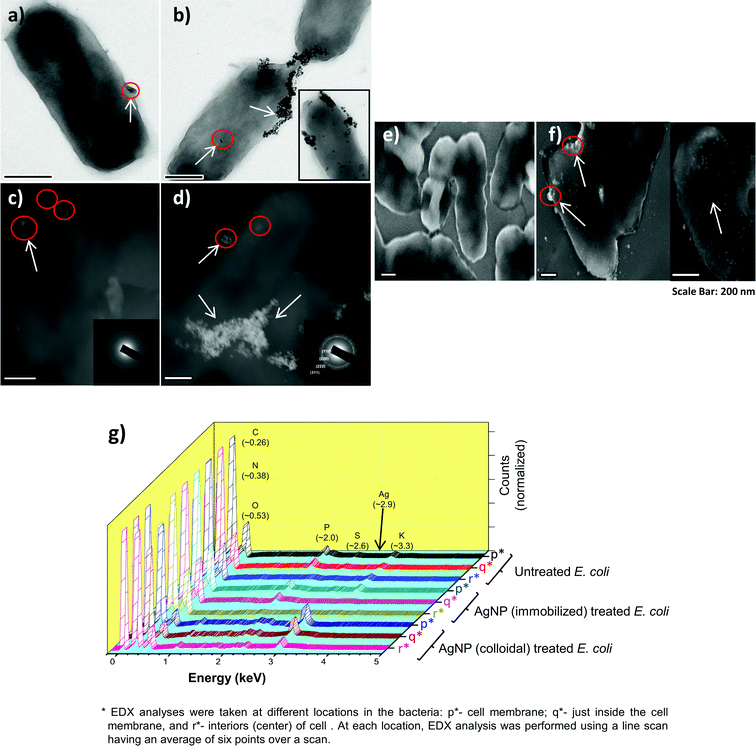 FEG-TEM and FEG-SEM micrographs of bacteria exposed to AgNP–glass substrates and colloidal AgNPs. The TEM images (a and b) show presence of silver nanoparticles (encircled in red and indicated by an arrow). Corresponding, dark field STEM micrograph of the treated bacterial cells is shown by (c) and (d) respectively. FEG-SEM analysis of the cells exposed to immobilized AgNPs show a complete absence of silver nanoparticles on the bacterial surface (e), while they were homogeneously present over the entire surface of the bacterial cells exposed to colloidal AgNPs (f). A comparative EDX analysis of untreated, AgNP–glass-substrate-treated, and colloidal-AgNP-treated bacterial cells to determine elemental composition at three different locations in the bacteria (for exact values, see ESI, S6). All the samples were post-treatment, zero viable count (g).