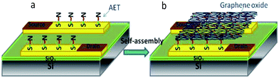 Schematic illustration of (a) a layer of AET coating on the electrode surface and (b) self-assembly of GO sheets on the AET-modified electrodes.