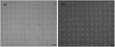 Inkjet printed images of P6[Au–Si] of (a) bright field optical image and (b) the corresponding luminescence image at exposure time of 5000 ms measured in an epifluorescence microscopy (excitation provided by an Hg Lamp/bandpass filter 300–400 nm and the emission was filtered by a 420 nm longpass filter); scale bar = 100 μm.