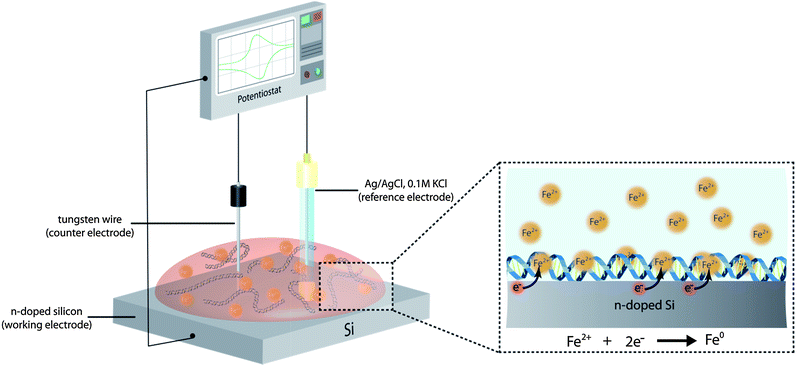Illustration depicting the electrochemical approach used for the production of the DNA-templated Fe nanowires. An aqueous solution containing λ-DNA and Fe2+ cations is deposited upon an n-doped Si wafer, modified with a TMS SAM, which acts as the working electrode during the electrochemical reduction of the Fe2+ to zerovalent Fe. The DNA acts as a template, facilitating anisotropic growth of the Fe, as a result of the Fe2+ cations associating with the polyanionic DNA duplex structure in solution prior to their reduction. During the electrochemical process, a Ag/AgCl, 0.1 M KCl electrode was used as the reference electrode, and a tungsten wire as the counter electrode. Following nanowire formation, the reaction solution was removed from the Si working electrode, and from which the product material could then be isolated.