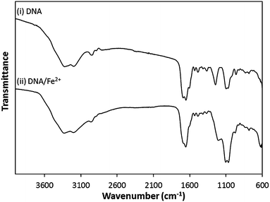 FTIR spectra of (i) “bare” DNA and (ii) DNA following exposure to an aqueous solution of FeSO4 (1 mM).